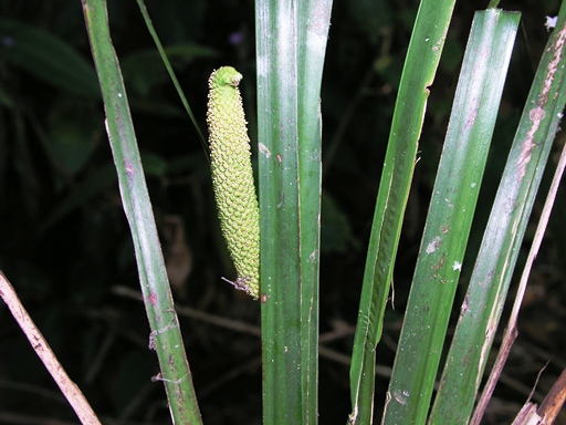 ว่านน้ำ Acorus calamus L.<br/>ACORACEAE